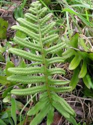 Polypodium vulgare. Pinnatisect fertile frond with sori bulging on the adaxial surface.
 Image: L.R. Perrie © Te Papa CC BY-NC 3.0 NZ